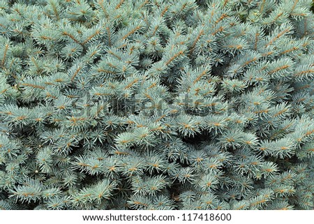 Abstract background of the silvery green needles of a conifer or pine tree
