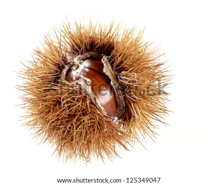 Ripe sweet chestnut in its spiky husk split open to reveal the fruit or nut isolated on white