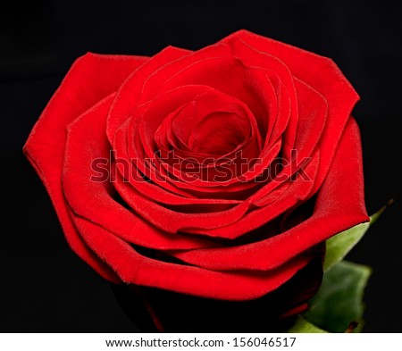 Single beautiful red or scarlet rose on a black background symbolic of love, Valentines Day and romance
