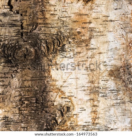 Background of birch bark with closeup detail of a knot where a branch has been removed and the striations of the silvery colored bark typical of a white birch planted in forestry plantations