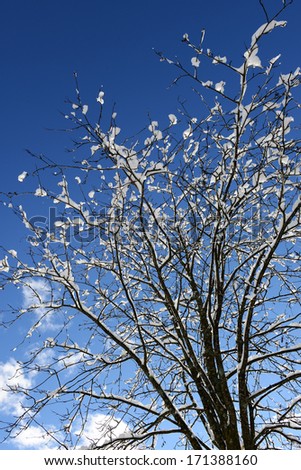 Tracery of branches of a deciduous tree full of snow against a clear blue winter sky with sunshine
