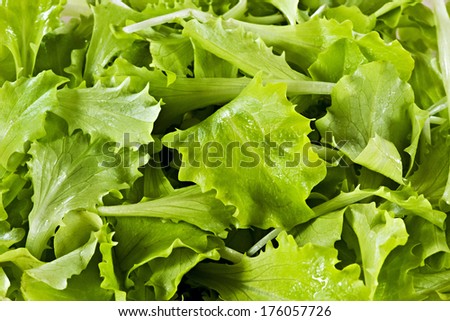 Natural background made of leaves of fresh green salad, natural source of Vitamin A, Vitamin C, beta-carotene and calcium