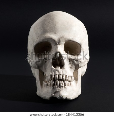 Realistic model of a human skull with teeth frontal view on a black background in a medical science or Halloween horror concept