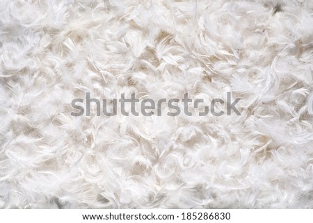 Background texture of soft fluffy delicate white bird feathers covering a white background, full frame coverage