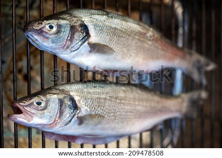 Two grilled whole fresh bass cooking on a metal grill viewed from overhead for a tasty seafood dinner