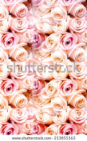 Background texture of closely packed beautiful fragrant fresh pink roses symbolic of love and romance for Valentines, anniversary or Mothers Day