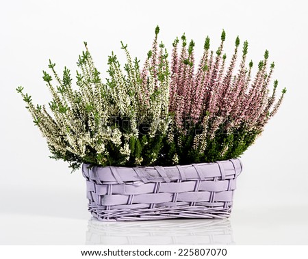 Close up Beautiful Calluna Beauty Ladies Plant on Wooden Basket Isolated on White Background.