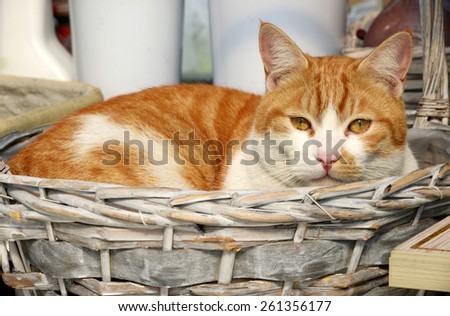Close up One Orange Adult Cat Resting in a Rustic Basket, Looking at the Camera.