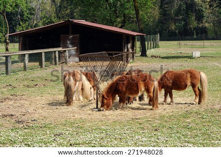 Herd of brown ponies feeding on hay gathered around a metal feeding trough in a grassy pasture with a wooden barn behind