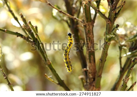 Colorful yellow and black caterpillar, the larva of a moth or butterfly and a voracious garden pest eating the leaves and stems of plants , against a background of garden trees