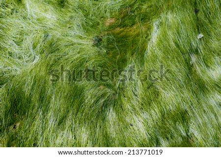 Close-up of the structure of sea moss