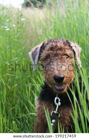 Airedale Terrier puppy on the leash in green grass, outdoor