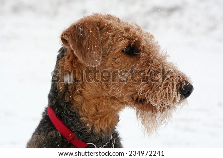 young airedale terrier head in red leash, profile, outdoor, in winter park, close up