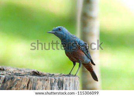 beautiful male blue rock thrush (Monticola solitarius) standing on log