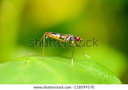 beautiful insect standing on green leaf in tropical area