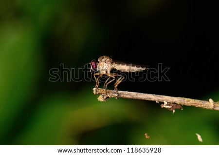 beautiful robber fly waiting for food