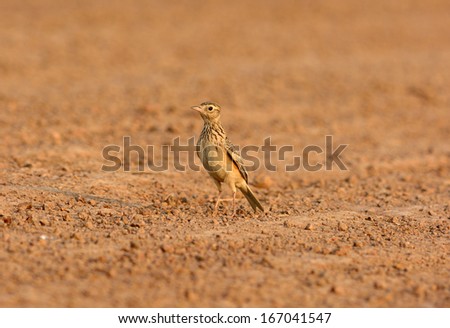 beautiful Oriental Skylark (Alauda gulgula) standing on ground