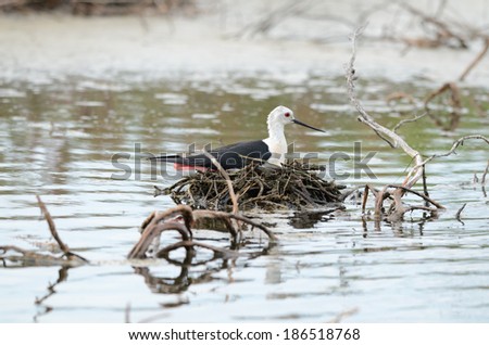 beautiful black-winged stilt hatching egg above the water