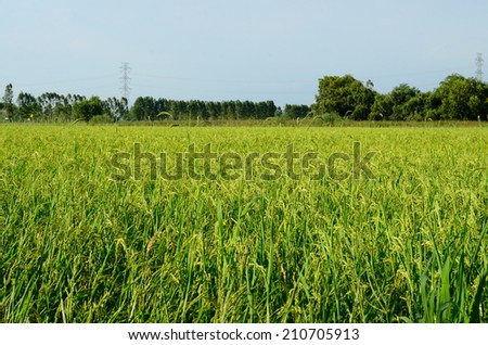 beautiful Thai style rice field in Thai rice farm