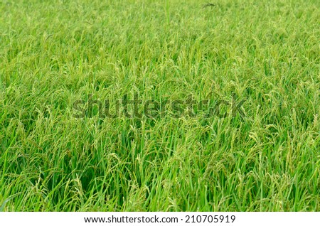 beautiful Thai style rice field in Thai rice farm