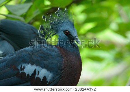 beautiful female Victoria Crowned Pigeon (Goura victoria) standing on ground