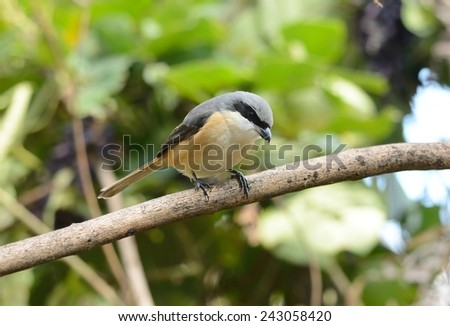 beatiful Gray-backed Shrike (Lunius tephronotus) possing on the branch