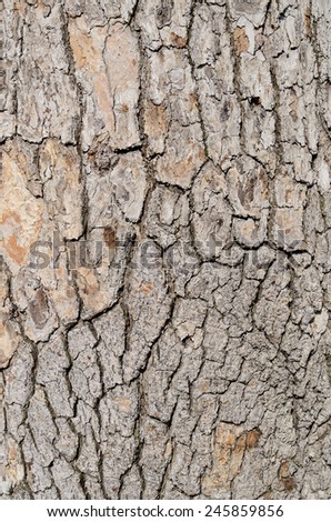 beautiful gray tone  tree bark seamless  texture tile