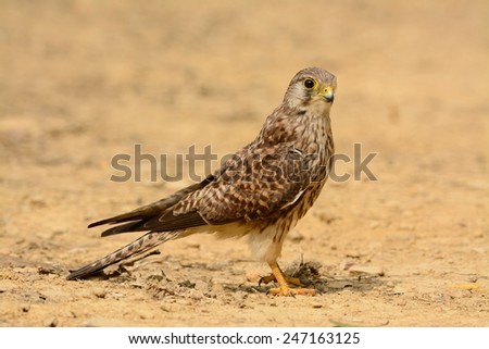 beautiful female Common Kestrel (Falco tinnunculus) standing on ground