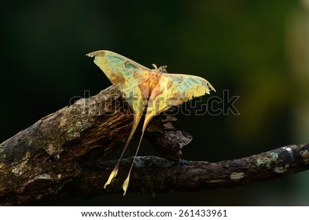 beautiful male Malaysian moon moth (Actias maenas) moth in Thai forest