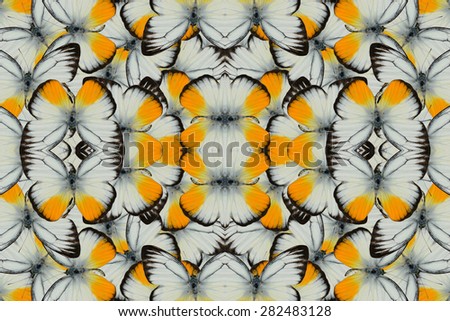 Beautiful multicolor pattern background texture made from male Orange Gull Butterfly (Cepora iudith)