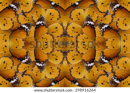 Beautiful multicolor pattern background texture made from Plain Tiger Butterfly (Danaus chrysippus)