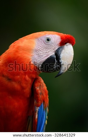beautiful Scarlet Macaw (Ara macao) as pet