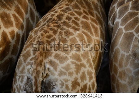 beautiful Giraffe (Giraffa camelopardalis) standing in Thai zoo