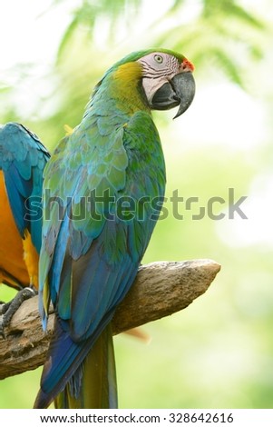beautiful adult Hybrid macaw as pet