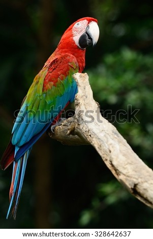 beautiful Green-winged Macaw (Ara chloropterus) as pet
