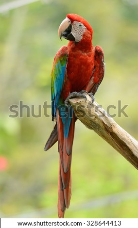 beautiful Green-winged Macaw (Ara chloropterus) as pet