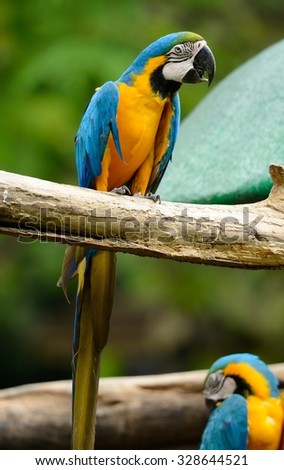 beautiful Blue-and-yellow Macaw (Ara ararauna), also known as the Blue-and-gold Macaw