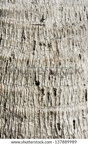 Rough gray coconut tree wood bark natural texture background.