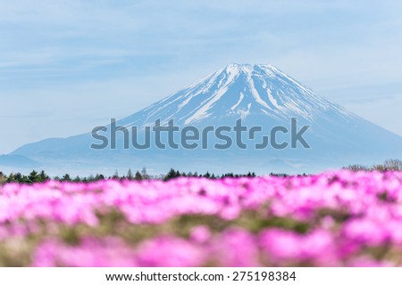 The Fuji mountain with pink Shibazagura flower
