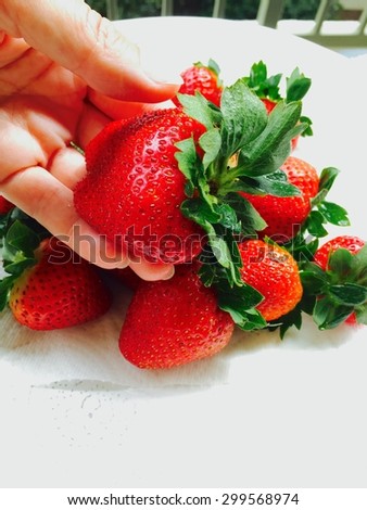 Ripe strawberry in hand on white background.