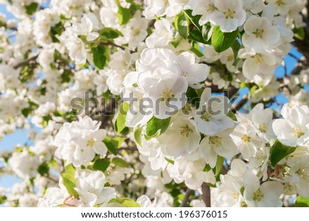 Closeup of the Pear Blossom in Spring (Annapolis Valley, Nova Scotia, Canada)