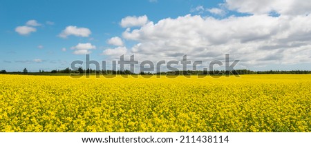 Panorama of yellow field rapeseed in bloom (Green Gables Shore, Prince Edward Island , Canada)