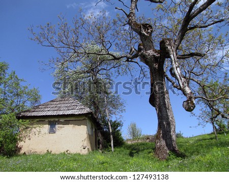 Usable old mud house under big walnut tree, aged mountain household