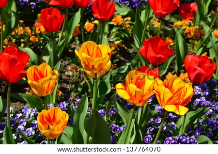 Park decoration, yellow and red tulips with blue pansy flowers