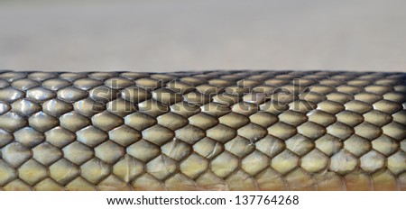 Non- poisonous Aesculapius\' snake\'s skin detail on grey bokeh - abstract background
