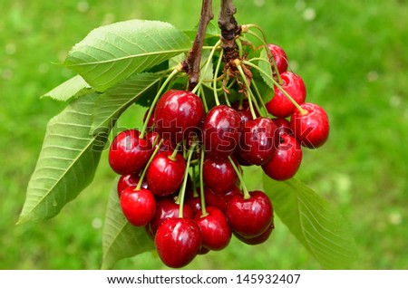 Red and sweet cherries on a branch just before harvest in spring against green grass bokeh