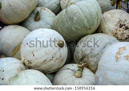 Background - full frame of white gourds, ready for sale