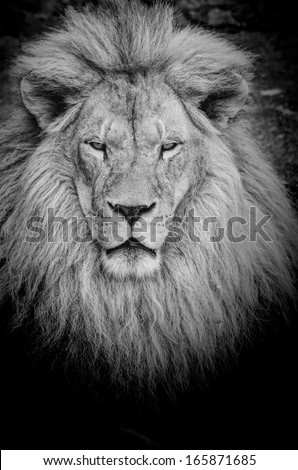 Close up view on dangerous old lion\'s portrait, black&white, with vignette