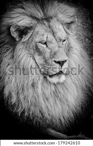 Close up view on old lion\'s portrait, black and white