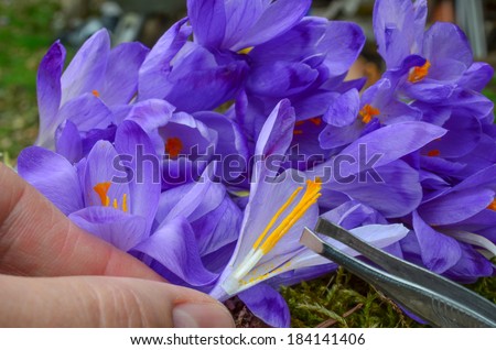 Saffron or Crocus sativus, close up view on picking up of spicy stamens and pestle in a heap of Saffron flowers waiting in process of spice production